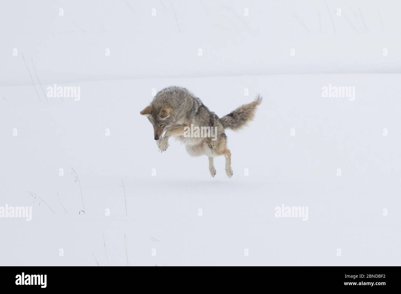 Coyote (Canis latrans) hunting - jumping in snow, Yellowstone National Park, Wyoming, USA, February. Stock Photo