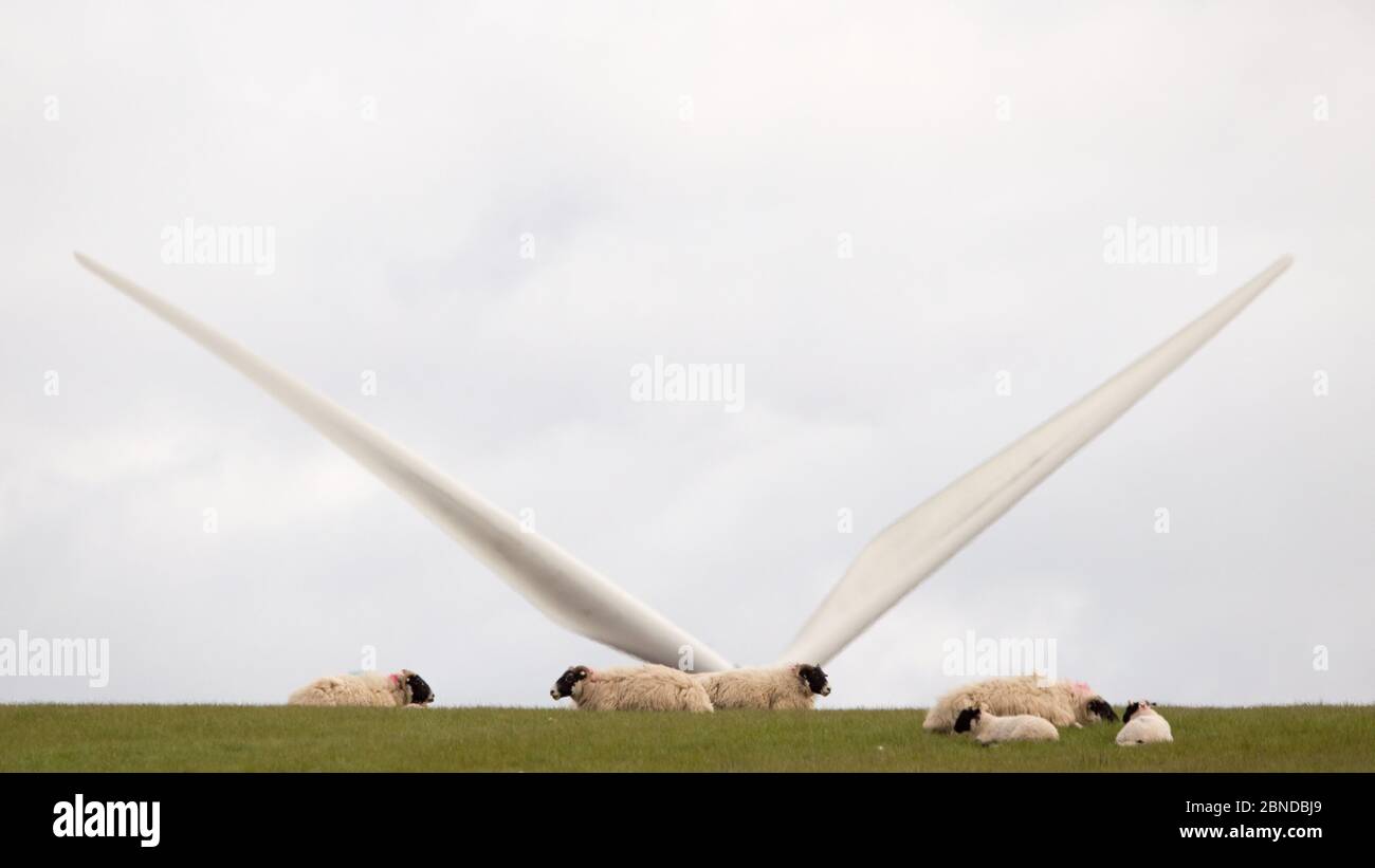 Eaglesham Moor, Scotland, UK. 14th May, 2020. Pictured: From field to plate, Sheep grazing on a green field with their spring lambs which are soon to be processed in a matter of weeks to meet the demand for the British meat industry. Credit: Colin Fisher/Alamy Live News Stock Photo