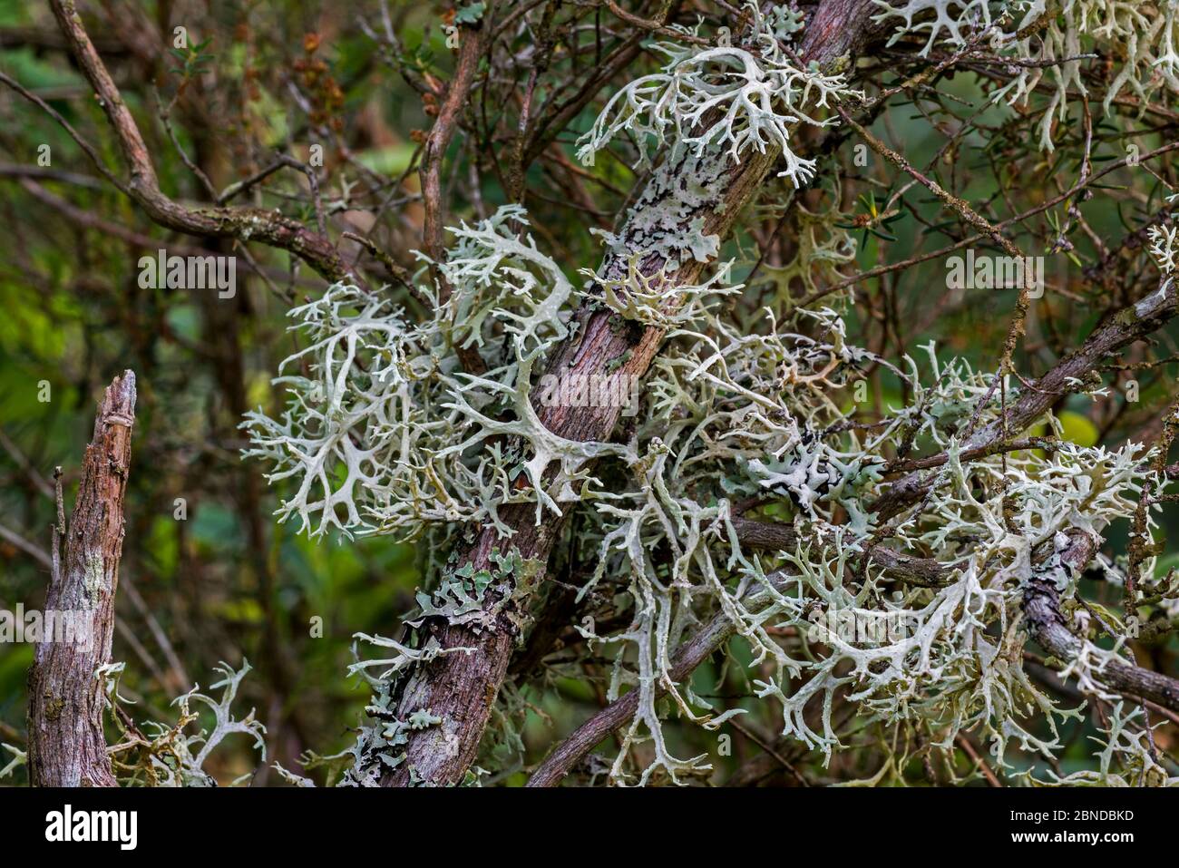 Oakmoss / stag lichen (Evernia prunastri) close up, La Brenne, France, June. Stock Photo