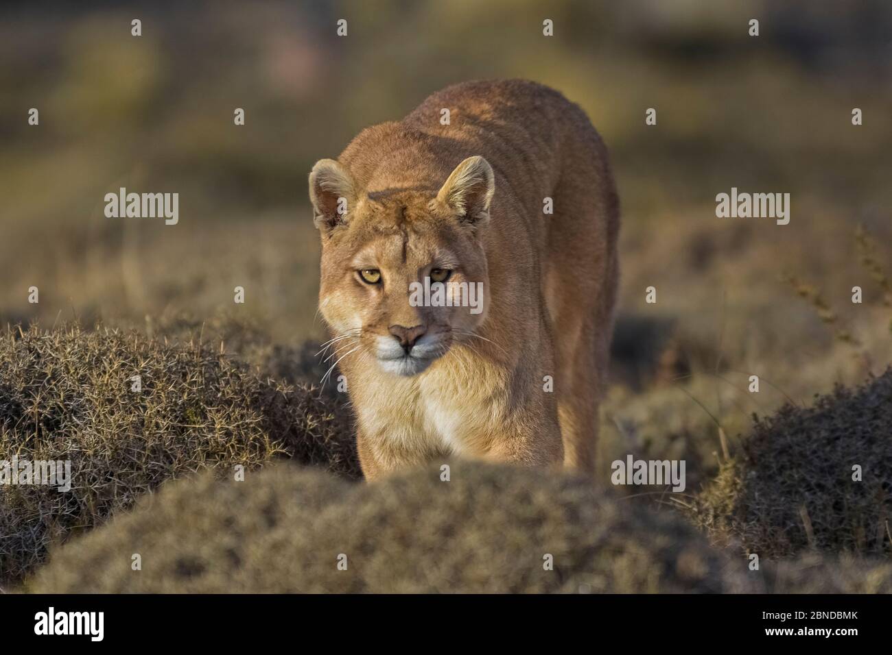 Puma (Puma concolor) in high altitude habitat, Torres del Paine National  Park, Chile Stock Photo - Alamy