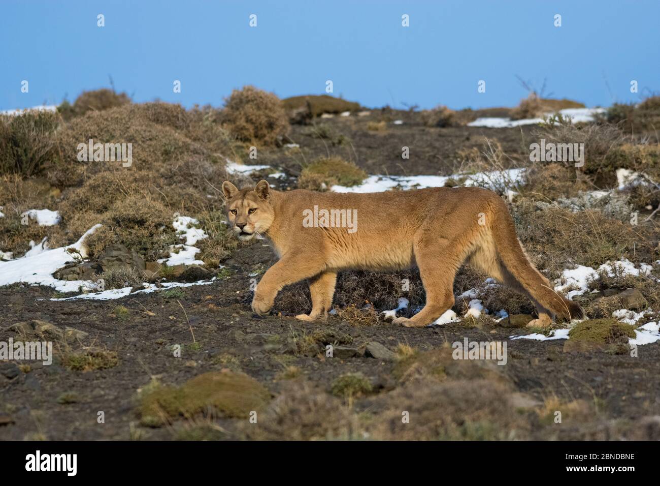 Puma (Puma concolor) in high altitude habitat, Torres del Paine National Park, Chile. Stock Photo