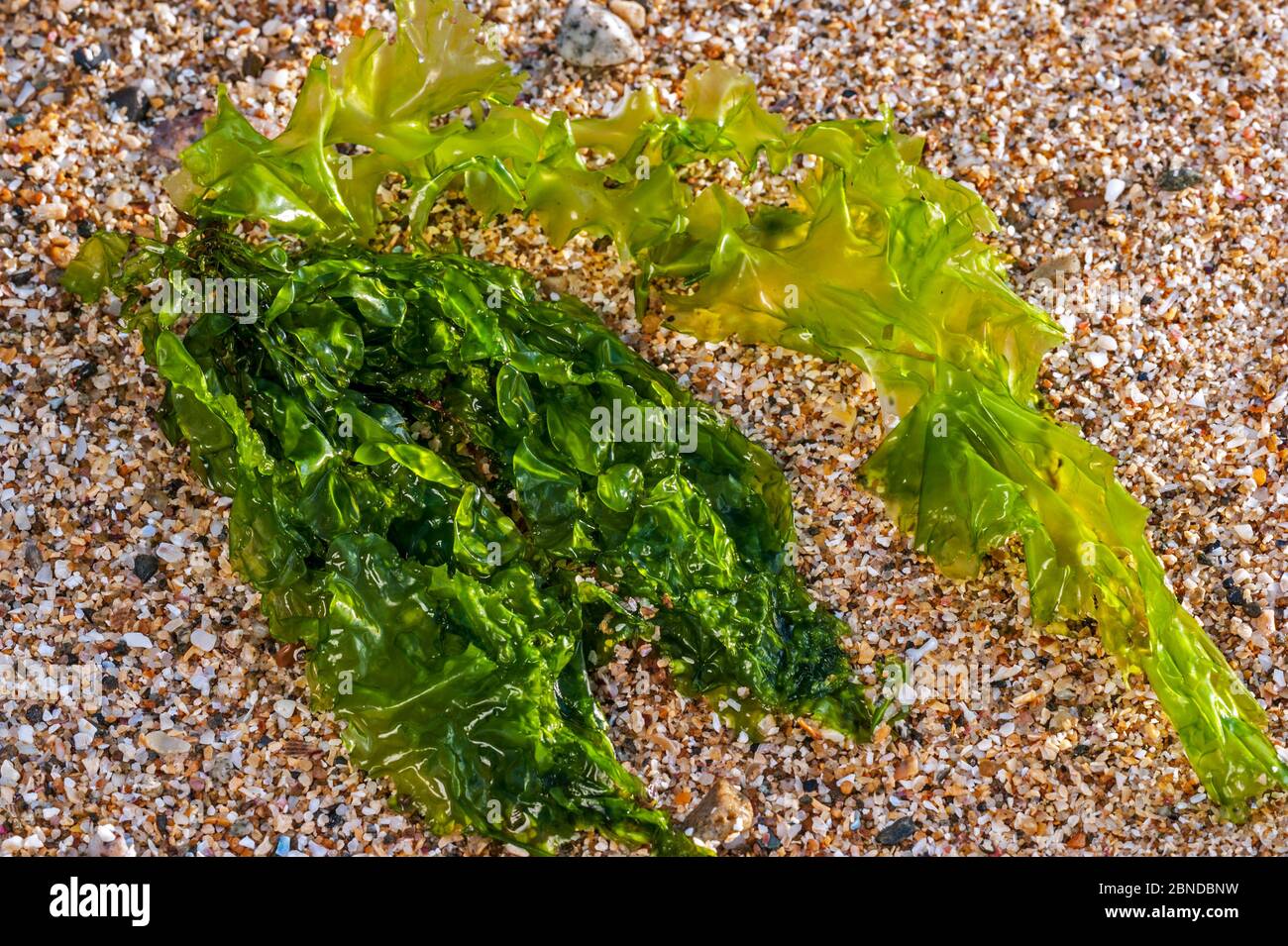 Gutweed / grass kelp (Enteromorpha intestinalis / Ulva intestinalis) washed ashore on Normandy coast, France, September Stock Photo