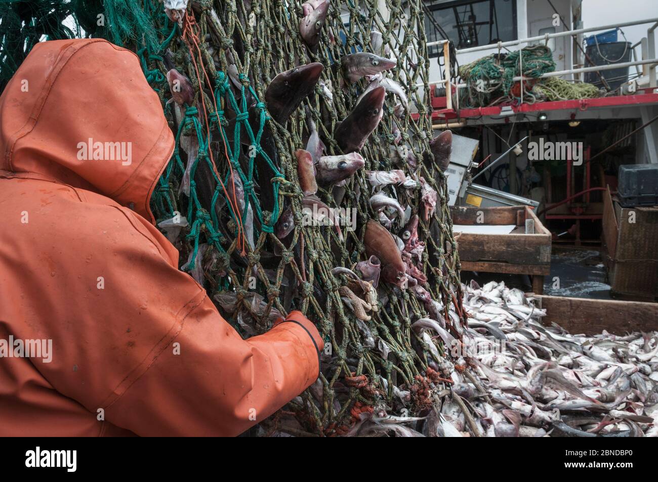 Fisherman emptying dragger net full of Haddock (Melanogrammus aeglefinus) on deck. Georges Bank off Massachusetts, New England, USA, May 2015. Model r Stock Photo