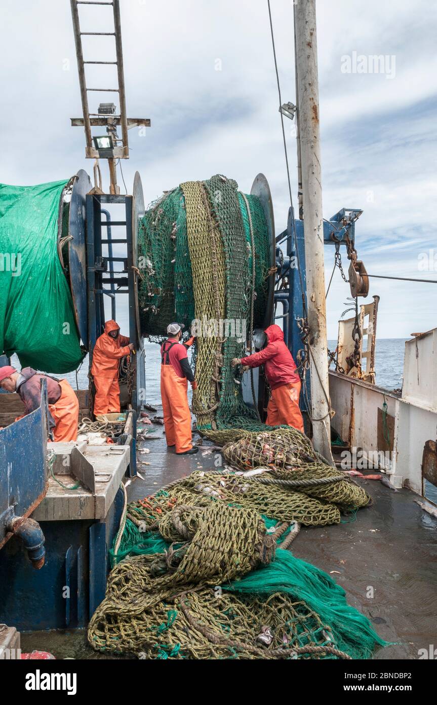 Fishermen emptying dragger net full of Haddock (Melanogrammus aeglefinus) on deck.  Georges Bank, New England, USA, May. Model released. Stock Photo