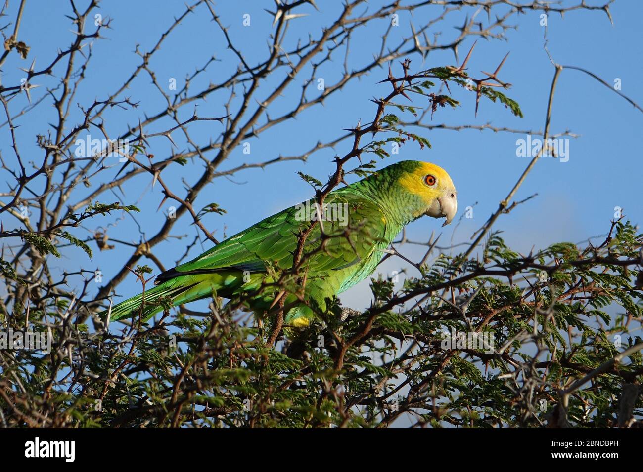Wild yellow shouldered parrot sitting in a tree, Bonaire island, Caribbean Stock Photo