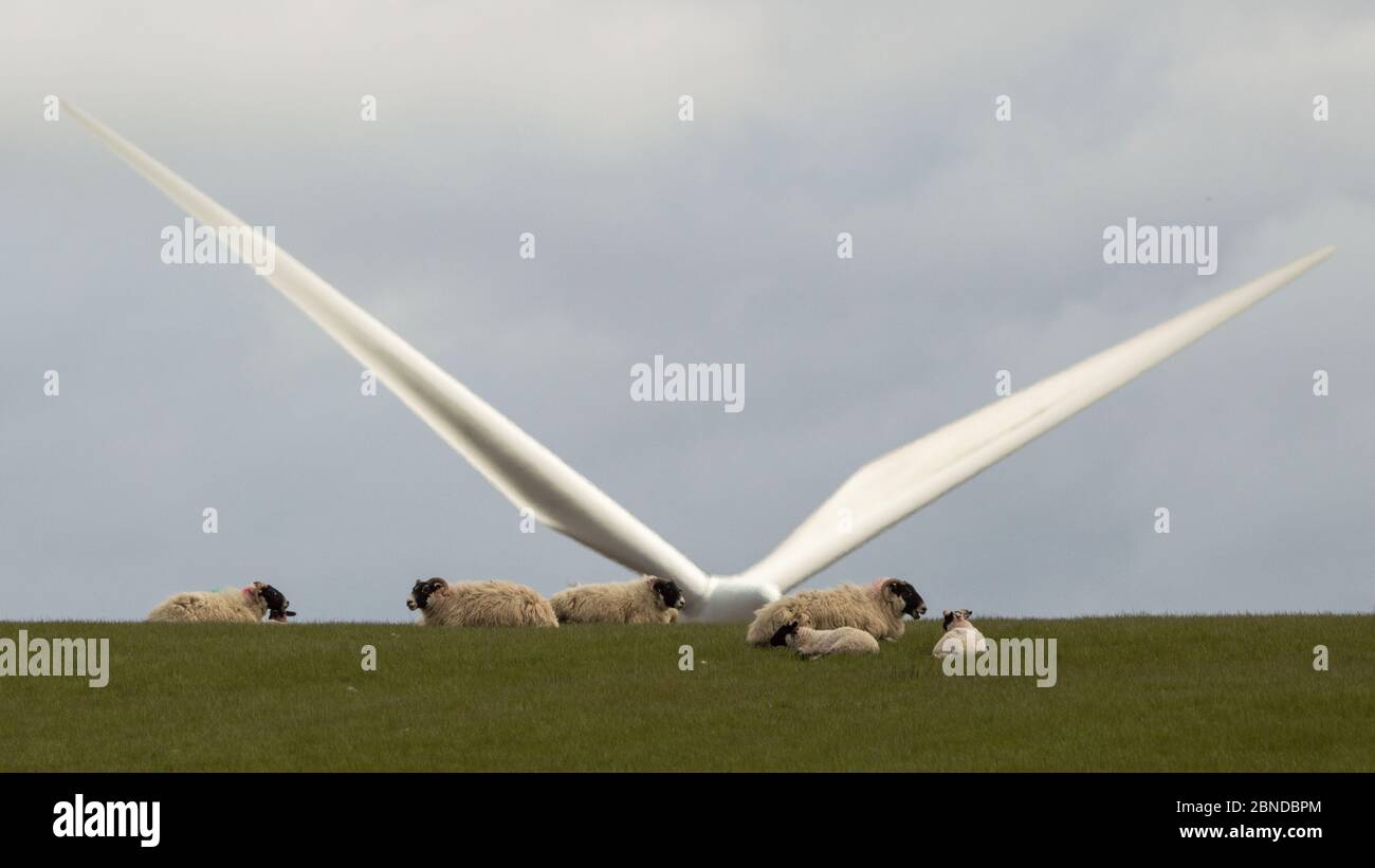 Eaglesham Moor, Scotland, UK. 14th May, 2020. Pictured: From field to plate, Sheep grazing on a green field with their spring lambs which are soon to be processed in a matter of weeks to meet the demand for the British meat industry. Credit: Colin Fisher/Alamy Live News Stock Photo