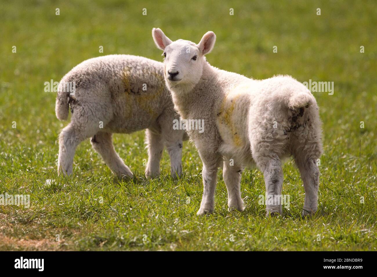 Eaglesham Moor, Scotland, UK. 14th May, 2020. Pictured: From field to plate, Sheep grazing on a green field with their spring lambs which are soon to be processed in a matter of weeks to meet the demand for the British meat industry. Credit: Colin Fisher/Alamy Live News Stock Photo