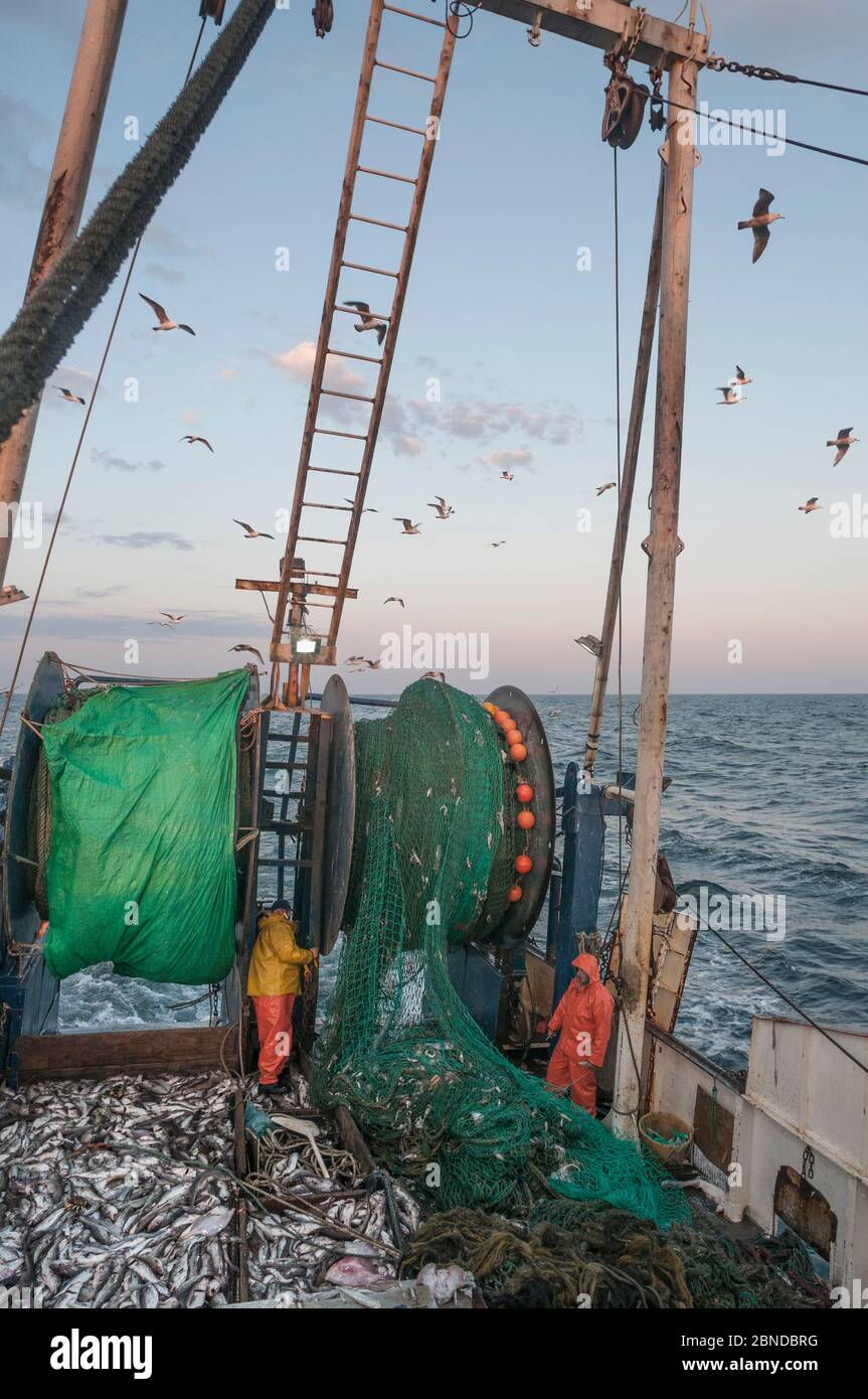 Fisherman emptying dragger net full of Haddock (Melanogrammus aeglefinus) on deck.  Georges Bank off Massachusetts, New England, USA, May 2015. Model Stock Photo