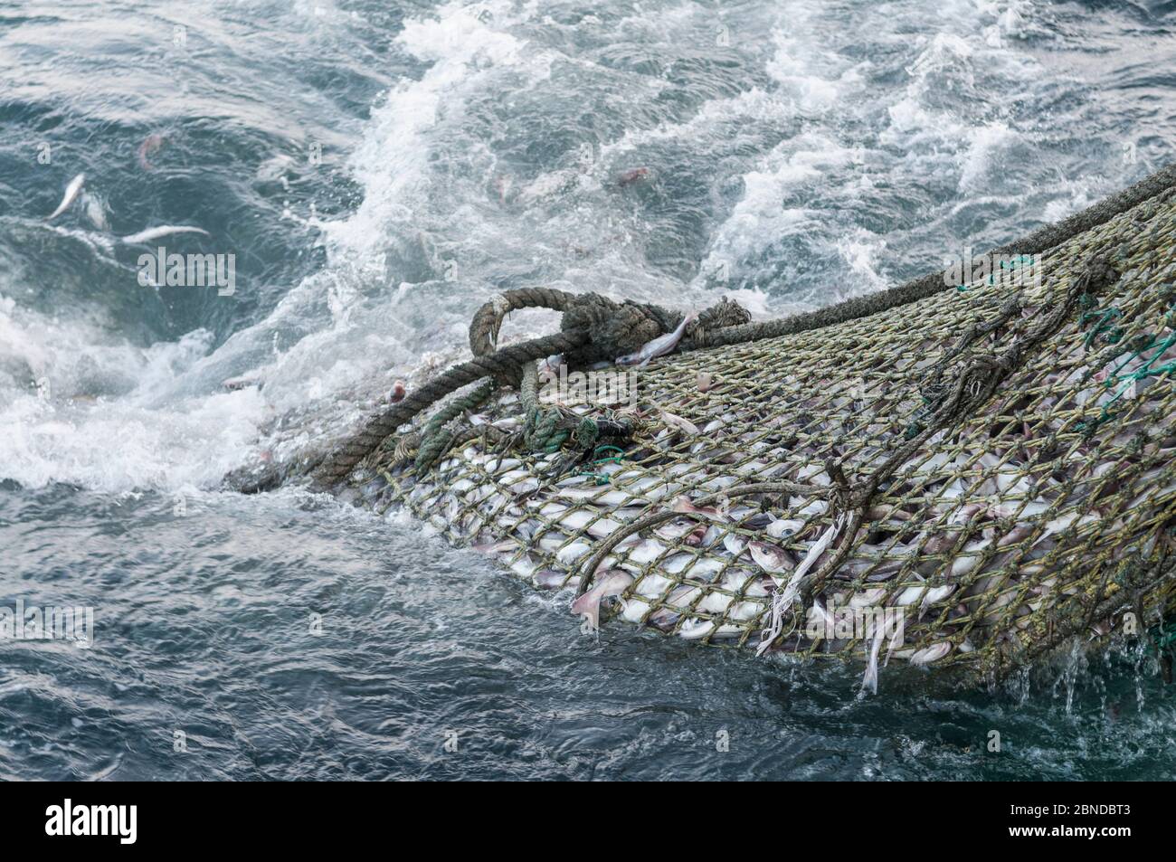 2,446 Used Fishing Net Stock Photos, High-Res Pictures, and Images
