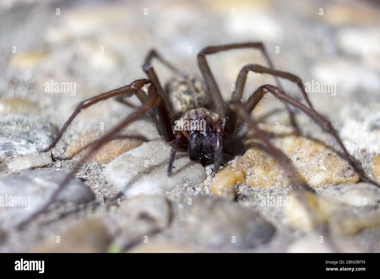 Detail of giant house spider eratigena artica on stones Stock Photo