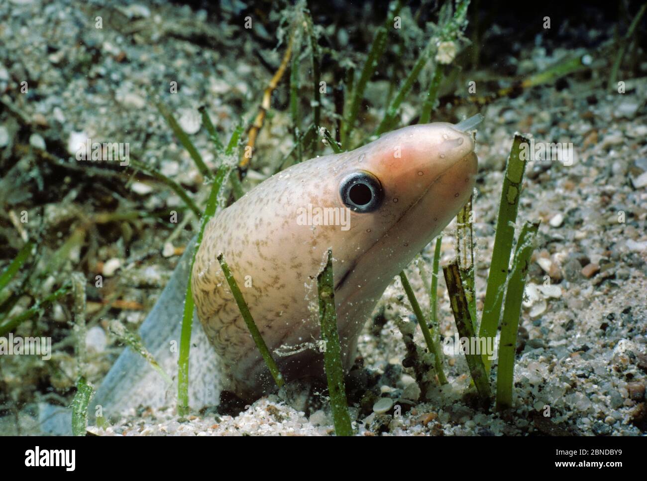 Whitespotted moray eel (Gymnothorax punctatus) in eel grass, Red Sea. Stock Photo