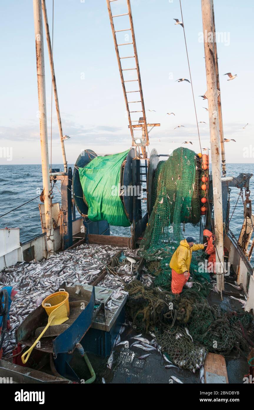 Fisherman emptying dragger net full of Haddock (Melanogrammus aeglefinus) on deck.  Georges Bank off Massachusetts, New England, USA, May 2015. Model Stock Photo