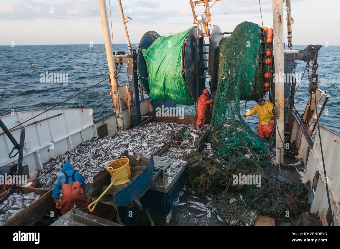 Commercial fishing net Stock Photos - Page 1 : Masterfile