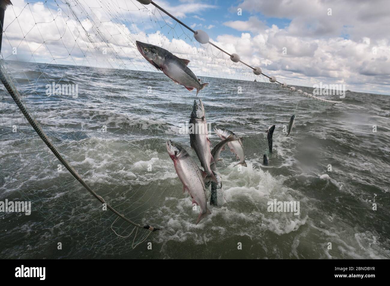 Gillnet hi-res stock photography and images - Alamy