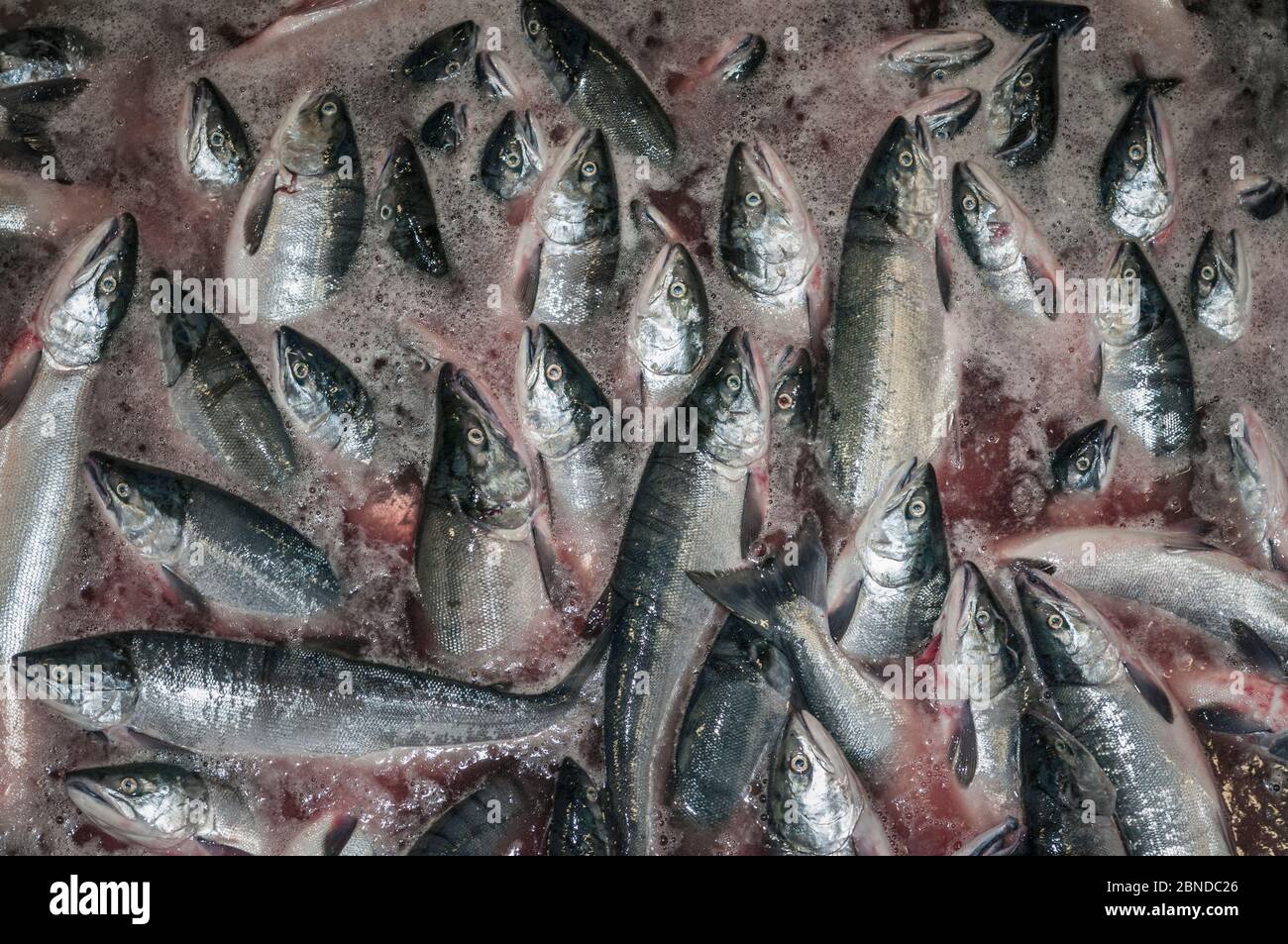Sockeye salmon (Oncorhynchus nerka) loaded directly from tender into