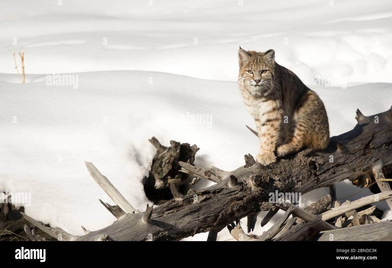 Bobcat (Lynx rufus) sitting on dead tree in snow, Yellowstone National Park, Wyoming, USA. Stock Photo