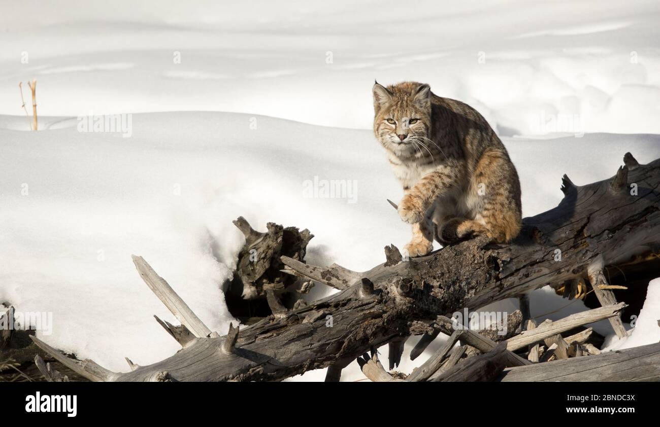 Bobcat (Lynx rufus) sitting on dead tree in snow, Yellowstone National Park, Wyoming, USA. Stock Photo
