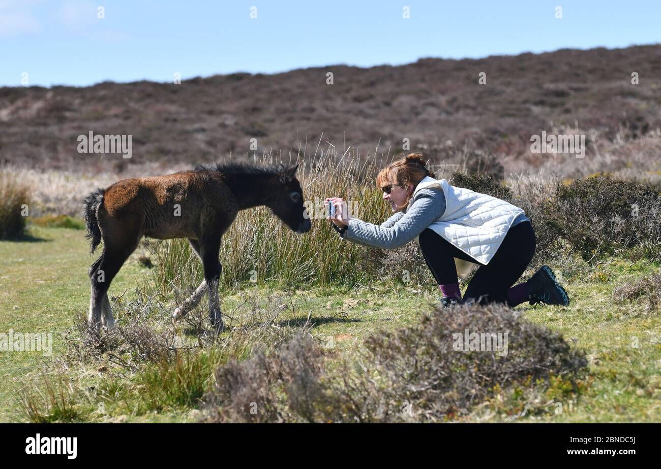 Two day old foal posing for photo for lady hiker walking the The Long Mynd on the Shropshire Hills, Britain wild foal pony horse horses Long Mynd 2020 phone camera photographer woman female Uk The Long Mynd, Church Stretton, Shropshire, Uk. .  Credit: David Bagnall/Alamy Live News Stock Photo