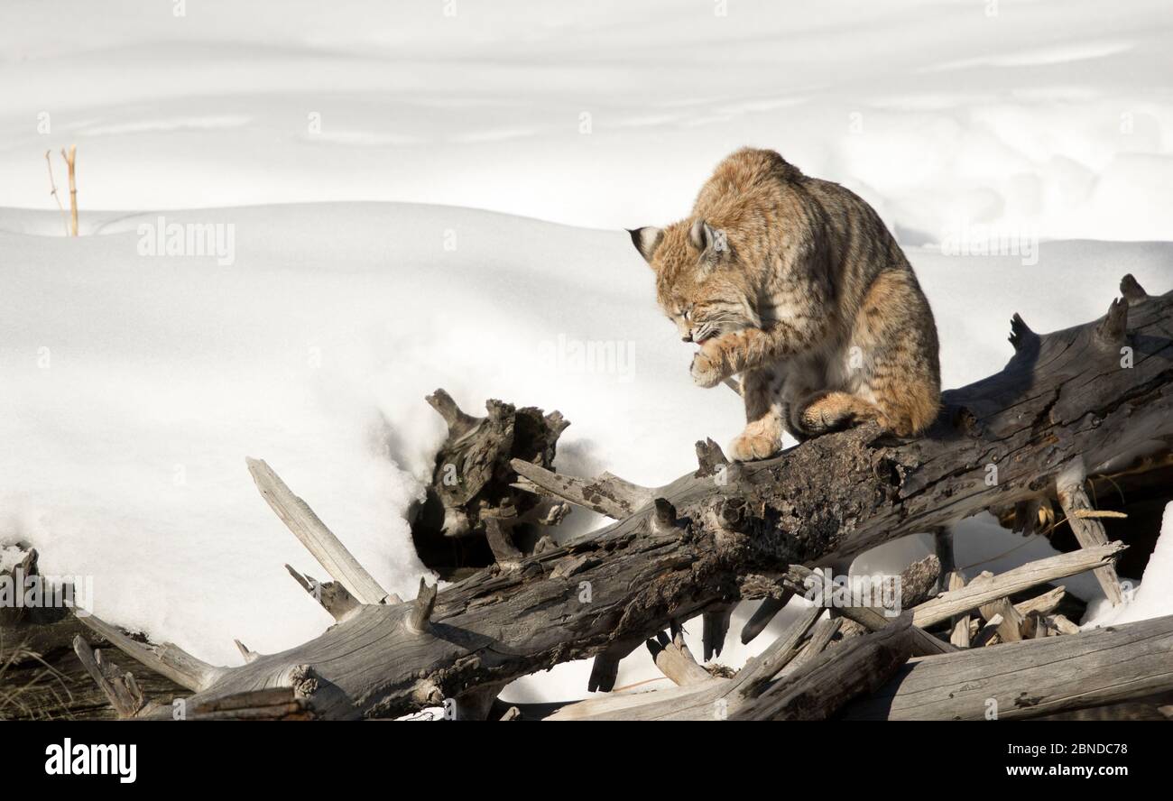 Bobcat (Lynx rufus) grooming on dead tree in snow, Yellowstone National Park, Wyoming, USA. February. Stock Photo