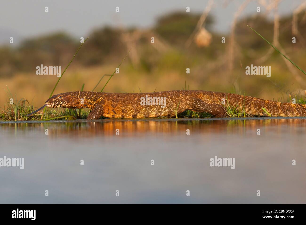 Water monitor  (Varanus niloticus), Zimanga Private Game Reserve, KwaZulu-Natal, South Africa, June Stock Photo
