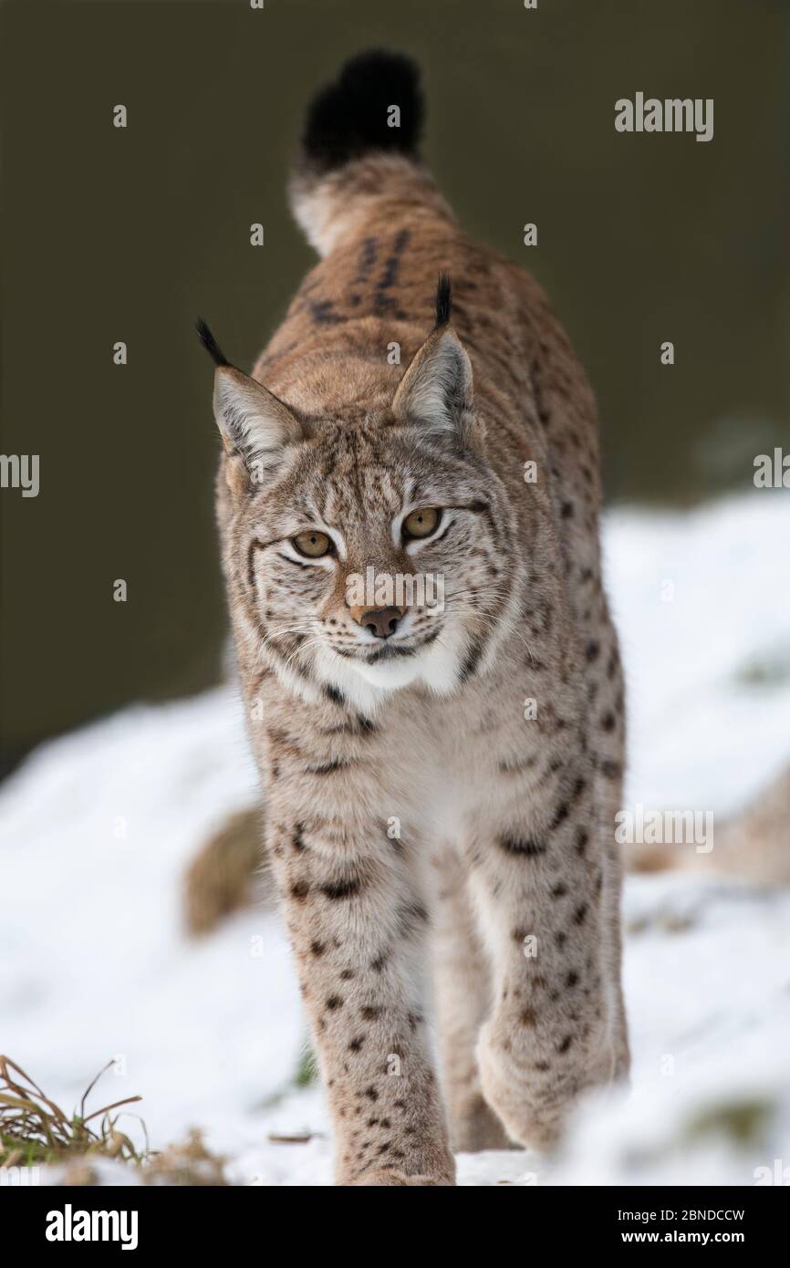 Northern lynx (Lynx lynx lynx) Highland Wildlife Park, Kingussie, Scotland, UK, January, captive. Stock Photo