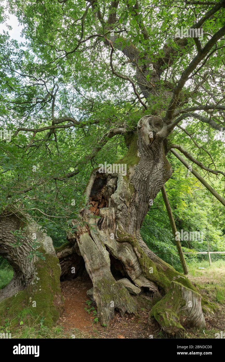 'The Capon Tree' Sessile oak (Quercus petraea), ancient tree, Jedburgh, Scotland, July Stock Photo