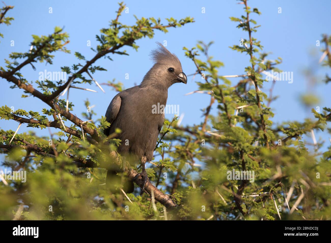 Grey go-away-bird (Corythaixoides concolor), Kruger National Park, South Africa, May Stock Photo