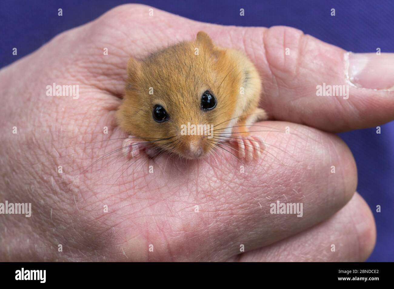 Hazel Dormouse Muscardinus Avellanarius In Researcher s Hand hazel-dormouse-muscardinus-avellanarius-in-researcher-s-hand