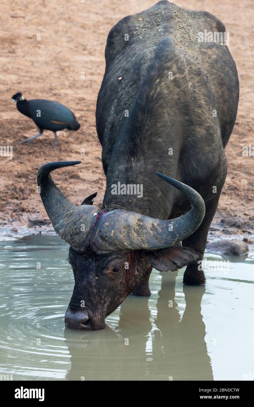 Cape buffalo (Syncerus caffer) drinking with Crested guineafowl (Guttera pucherani) in the background, Mkhuze Game Reserve, KwaZulu-Natal, South Afric Stock Photo