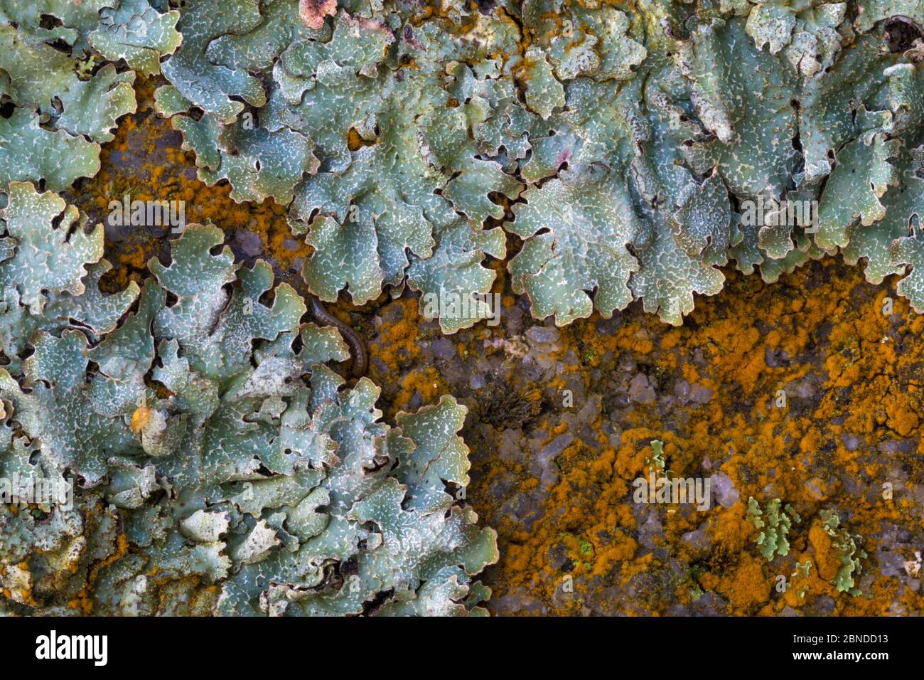 Lichen (Parmelia saxatilis) interspersed with  orange patches of a Green alga (Trentepohlia sp.) that gets its unusual colouration from the haematochr Stock Photo