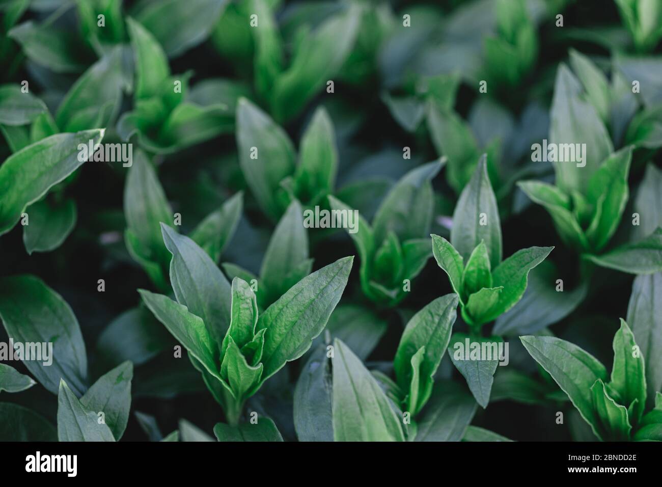 Fresh green leaves pattern hi-res stock photography and images - Alamy