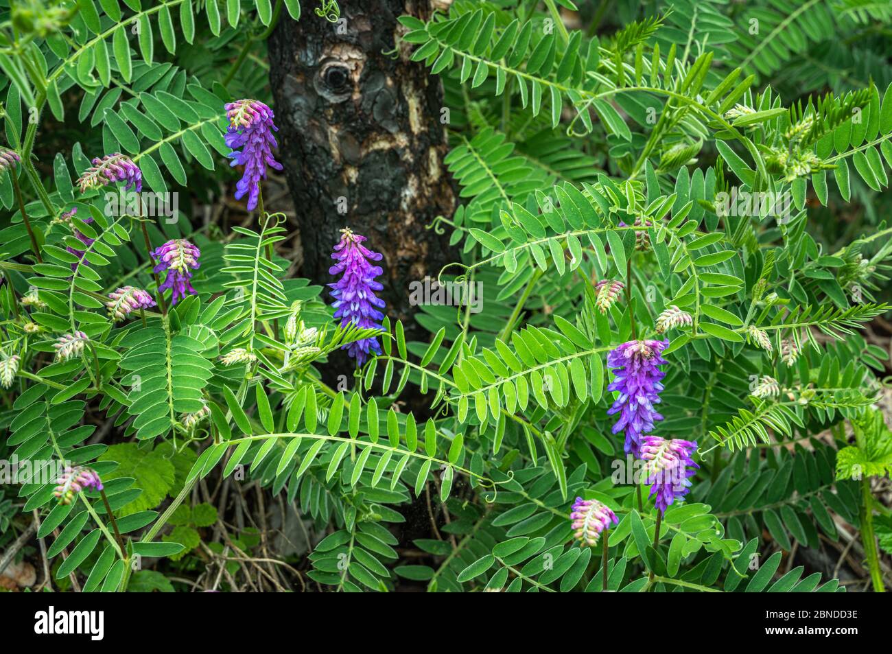 Vicia cracca, beautiful springtime flowers in meadow. Stock Photo