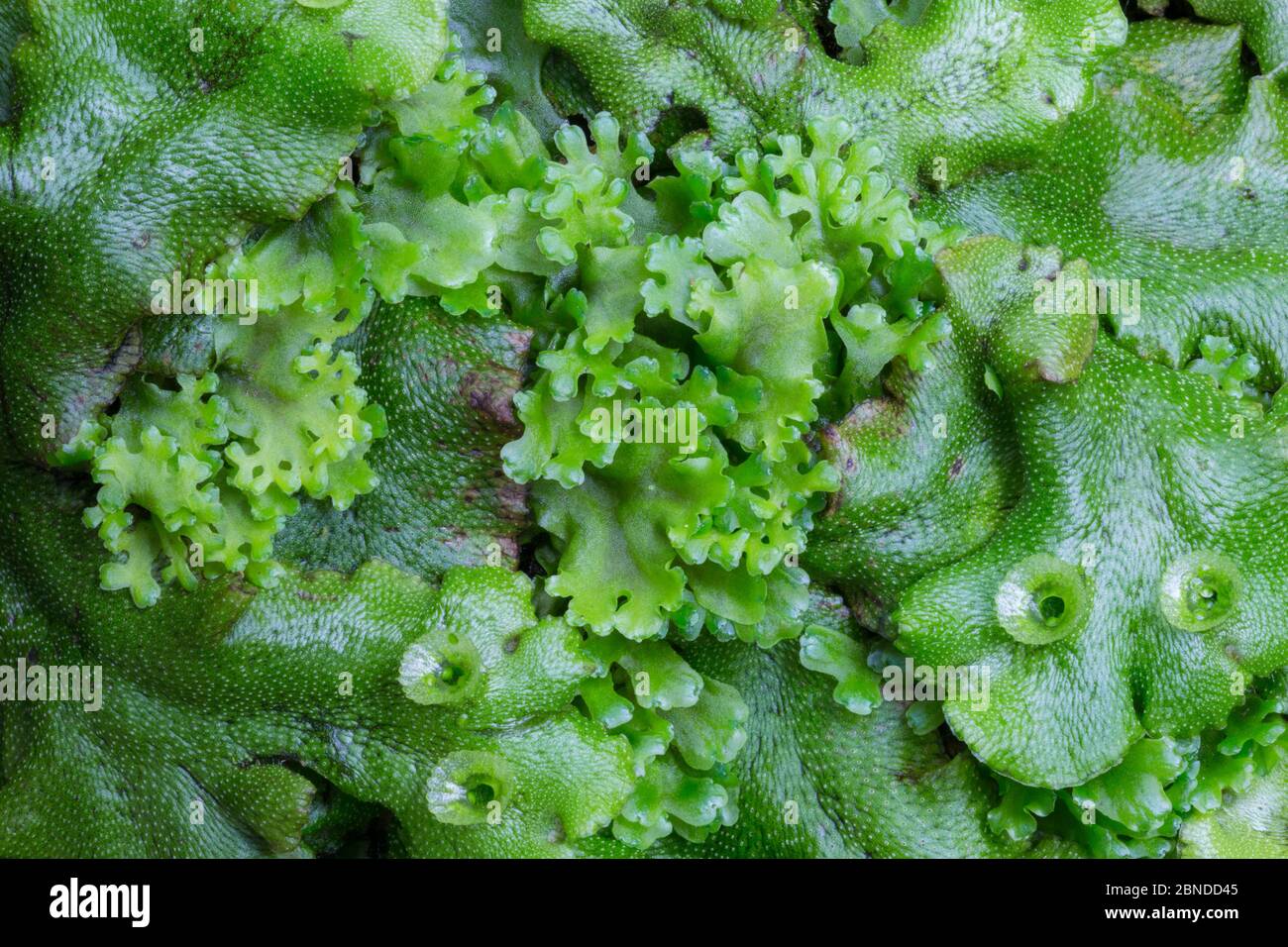 Endive Pellia liverwort (Pellia endiviifolia) in centre growing through Common Liverwort (Marchantia polymorpha), the latter bearing cups containing g Stock Photo