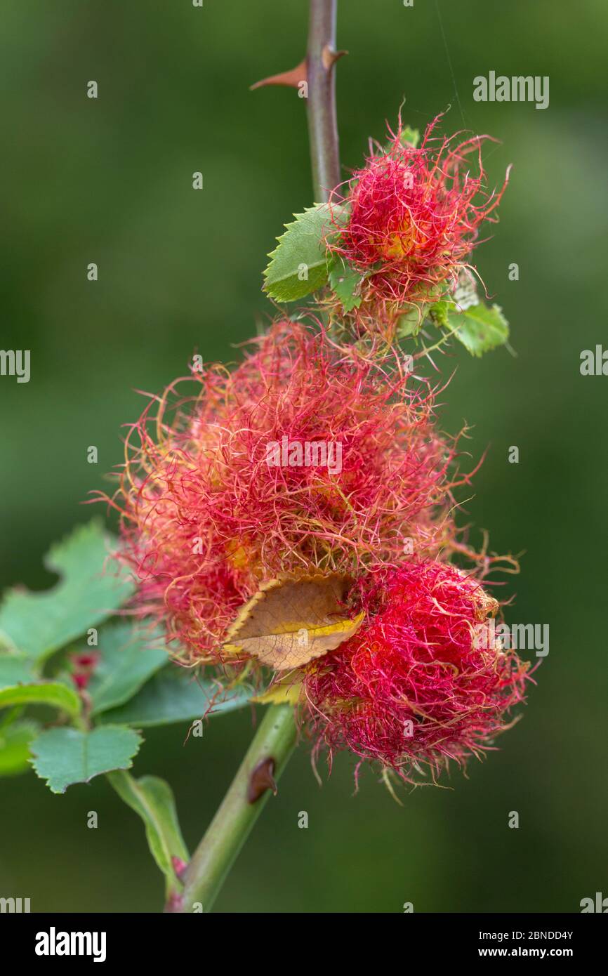 Robin's pincushion gall caused by Gall wasp (Diplolepis rosae) on wild Dog rose (Rosa canina), Peak District National Park, Derbyshire, UK. September. Stock Photo
