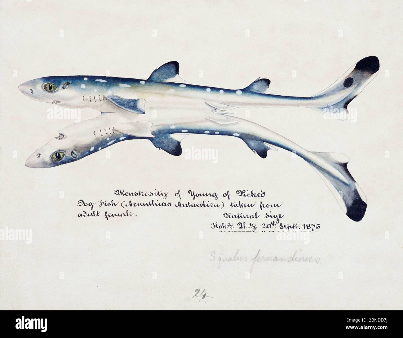 White spotted dogfish hi-res stock photography and images - Alamy