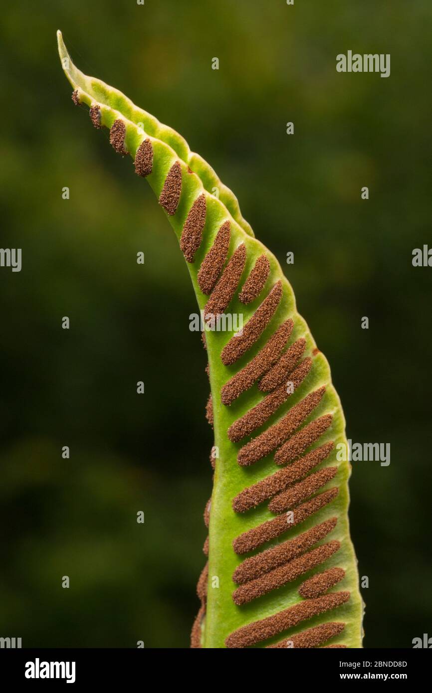 Hart's tongue fern (Asplenium scolopendrium)  rows of spore-producing sori  on   underside of the frond. Gait Barrows National Nature Reserve, Lancash Stock Photo