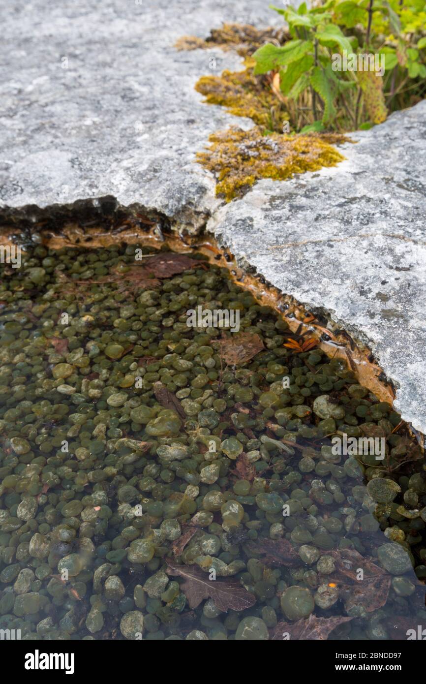 Shallow pool on an area of limestone pavement containing Freshwater grapes (Nostoc sp.), a blue-green algae or cyanobacteria. Gait Barrows National Na Stock Photo