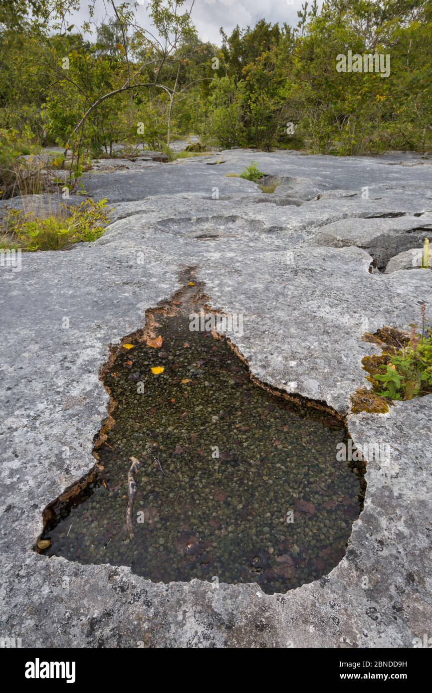 Shallow pool on an area of limestone pavement containing Freshwater grapes (Nostoc sp.), a blue-green algae or cyanobacteria. Gait Barrows National Na Stock Photo