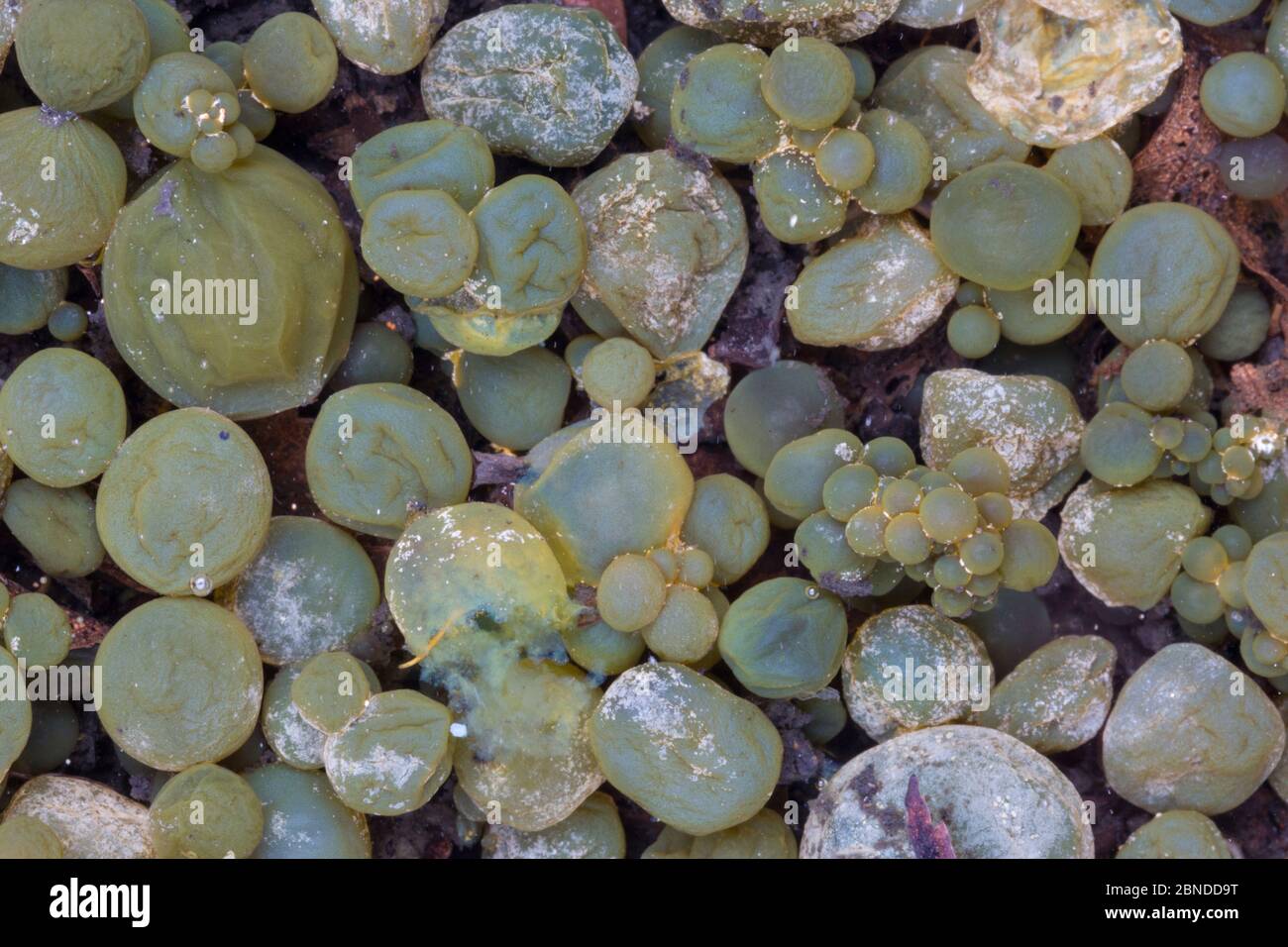 Freshwater grapes (Nostoc sp.), a blue-green algae or cyanobacteria, found in a shallow freshwater pool on an area of limestone pavement. Gait Barrows Stock Photo