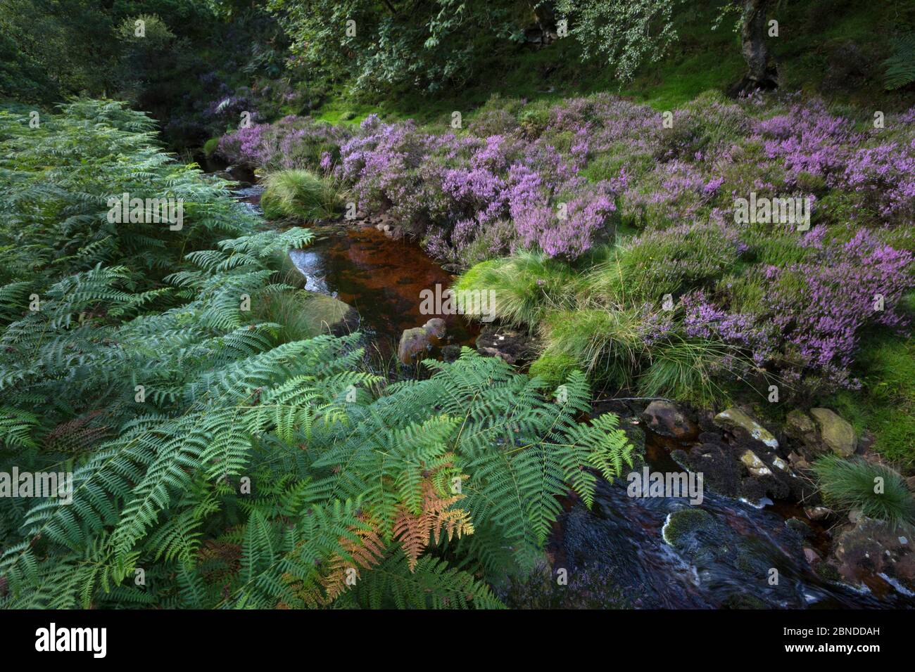 Bracken (Pteridium aquilinum), heather and tannin-stained brook, Stainery Clough, Peak District National Park, Derbyshire, UK. August 2015. Stock Photo