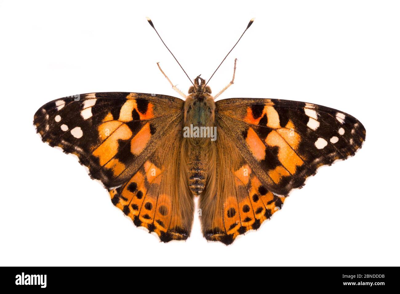 Painted lady butterfly (Vanessa cardui) photographed on a white background in mobile field studio. Peak District National Park, Derbyshire, UK. August Stock Photo
