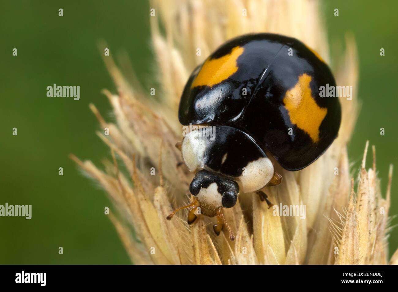 Harlequin ladybird (Harmonia axyridis) invasive species in the UK. Derbyshire, UK, August. Stock Photo