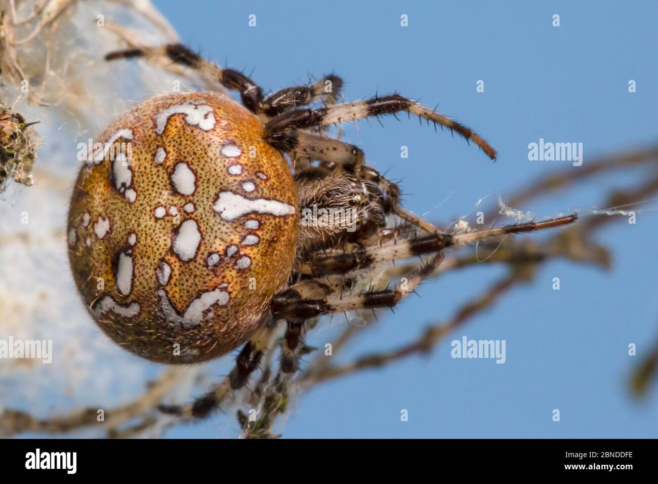 Four-spot orb weaver spider (Araneus quadratus) female  Surrey, UK. October. Stock Photo