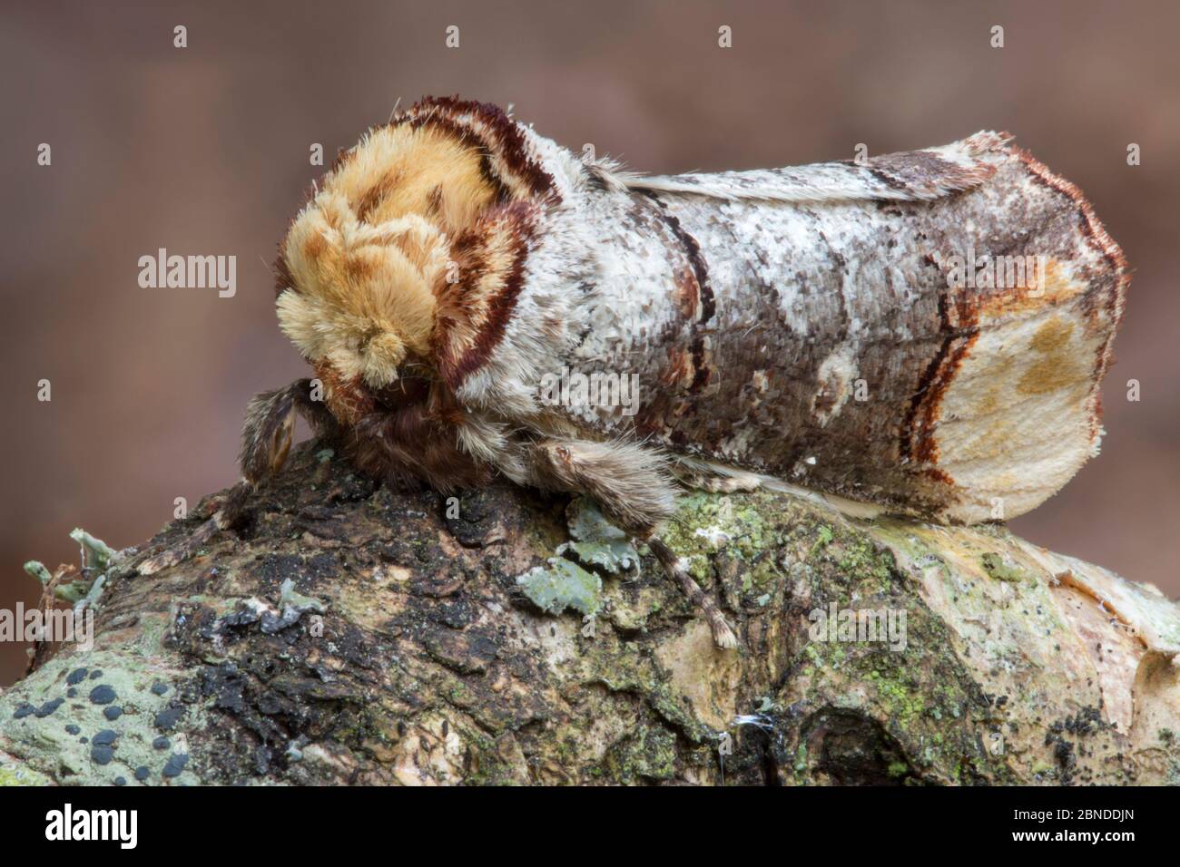 Buff-tip moth (Phalera bucephala) showing twig-like camouflage. Dorset, UK.  August Stock Photo - Alamy