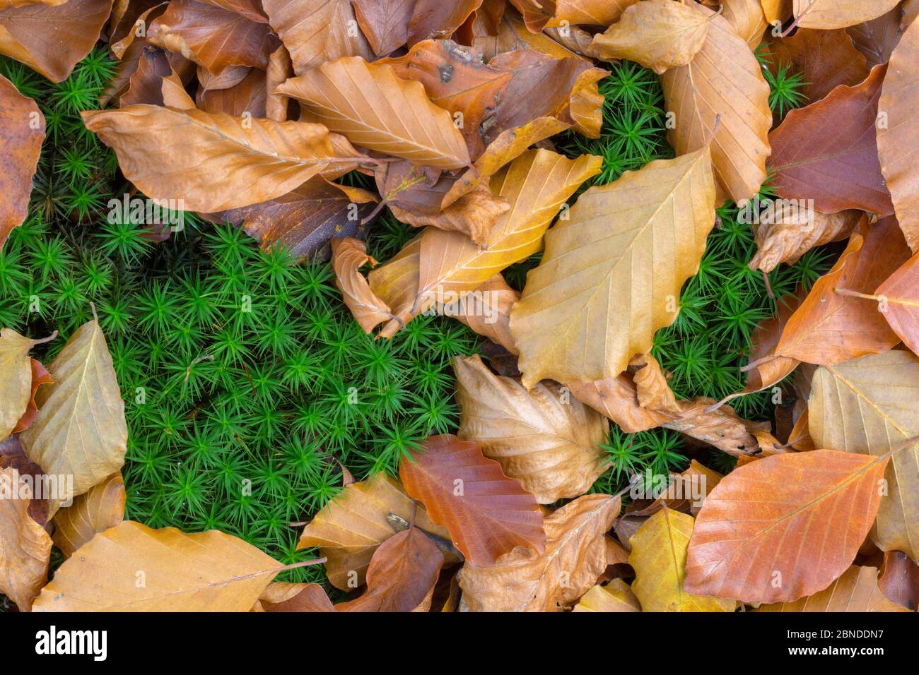 Dead beech leaves lying on Polytrichum Moss (Polytrichum commune) on forest floor. Peak District National Park, Derbyshire, UK. October. Stock Photo