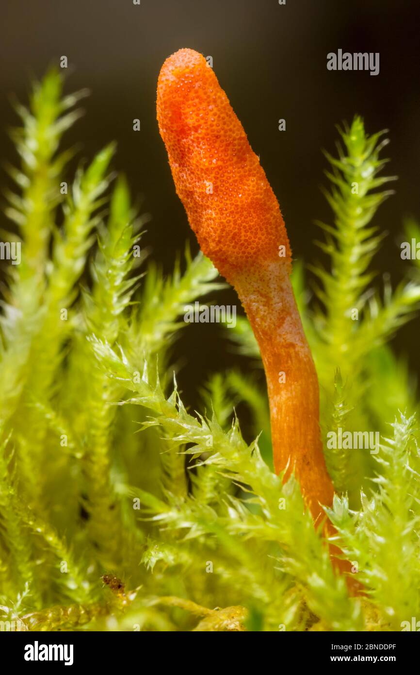 Parasitic fungus (Cordyceps militaris) fruiting body. This