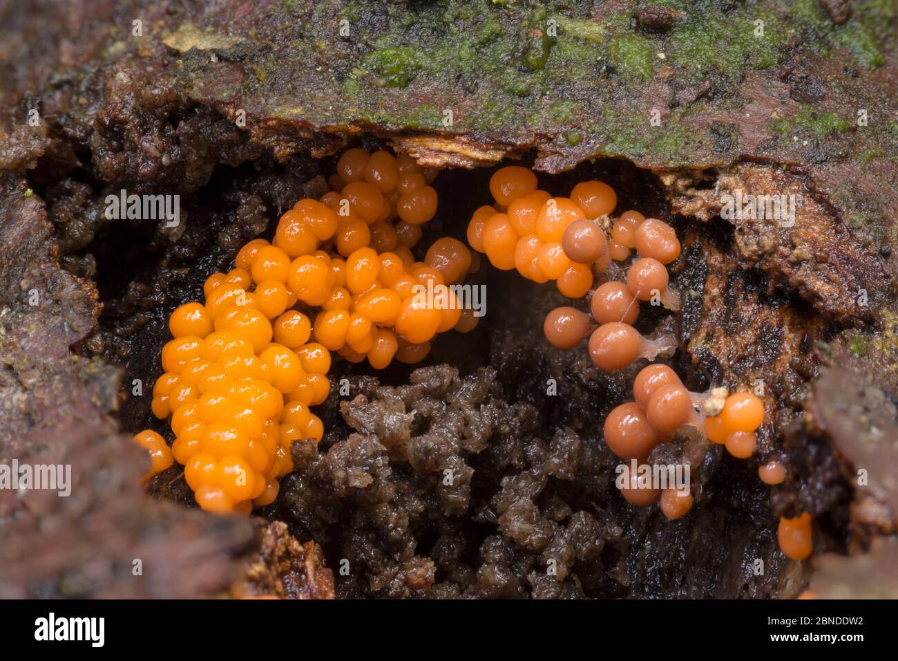 Slime mould (Trichia decipiens) fruiting bodies on decaying wood. Peak District National Park, Derbyshire, UK. October. Stock Photo