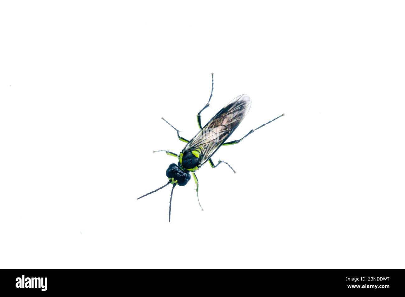 Sawfly (Tenthredo mesomelas) Scotland, UK, June. Meetyourneighbours.net project Stock Photo