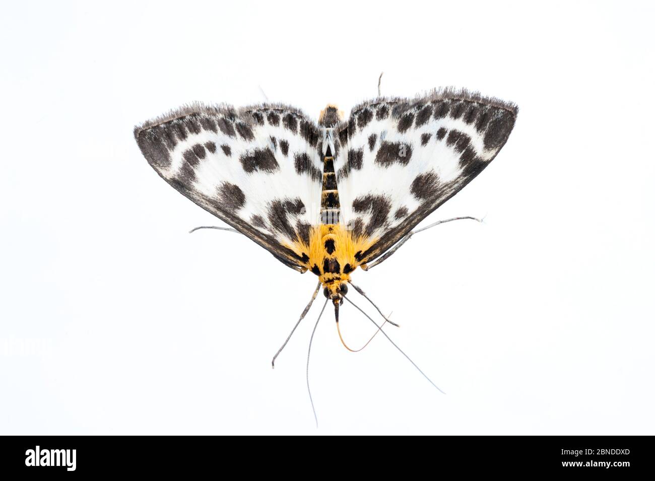 Small magpie moth (Eurrhypara hortulata) Scotland, UK, May. Meetyourneighbours.net project Stock Photo