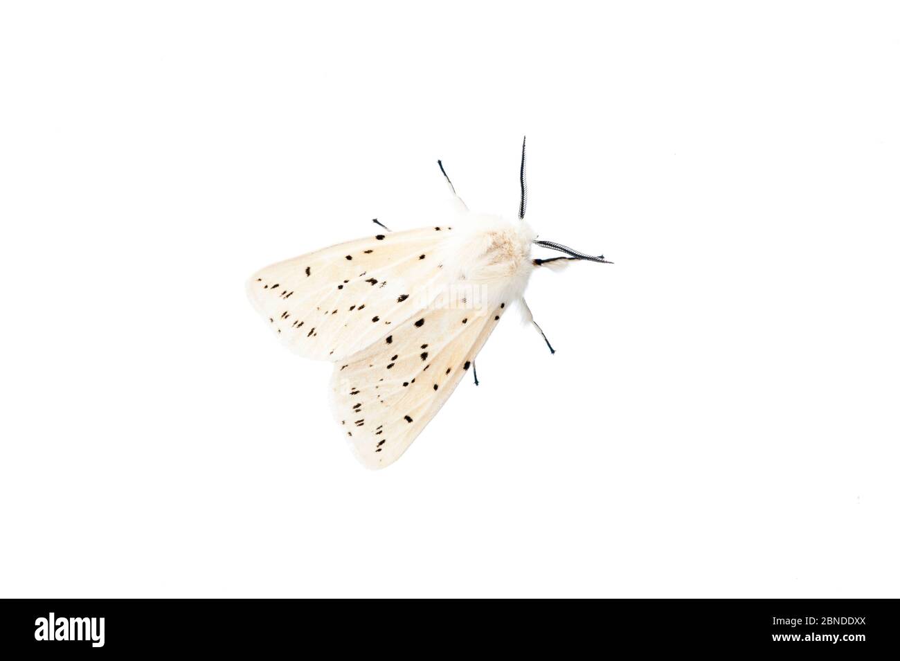White ermine moth (Spilosoma lubricipeda) Scotland, UK, June. Meetyourneighbours.net project Stock Photo
